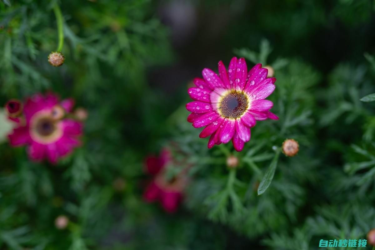 奇妙花卉影像集锦