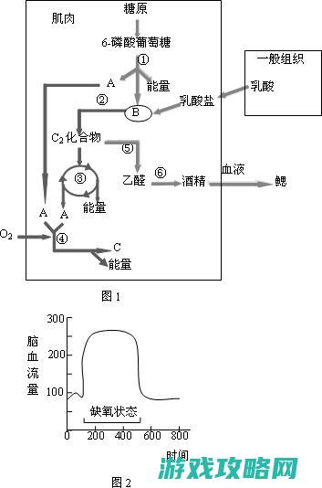 缺氧环境下的生存技巧与策略 (缺氧环境的呼吸防护方法)